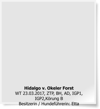 Hidalgo v. Okeler ForstWT 23.03.2017, ZTP, BH, AD, IGP1, IGP2,Körung BBesitzerin / Hundeführerin: Etta