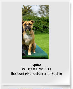SpikeWT 02.03.2017 BHBesitzerin/Hundeführerin: Sophie