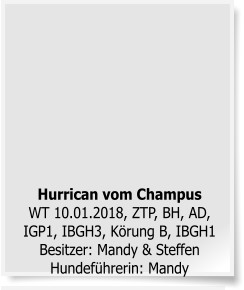Hurrican vom ChampusWT 10.01.2018, ZTP, BH, AD, IGP1, IBGH3, Körung B, IBGH1Besitzer: Mandy & Steffen Hundeführerin: Mandy